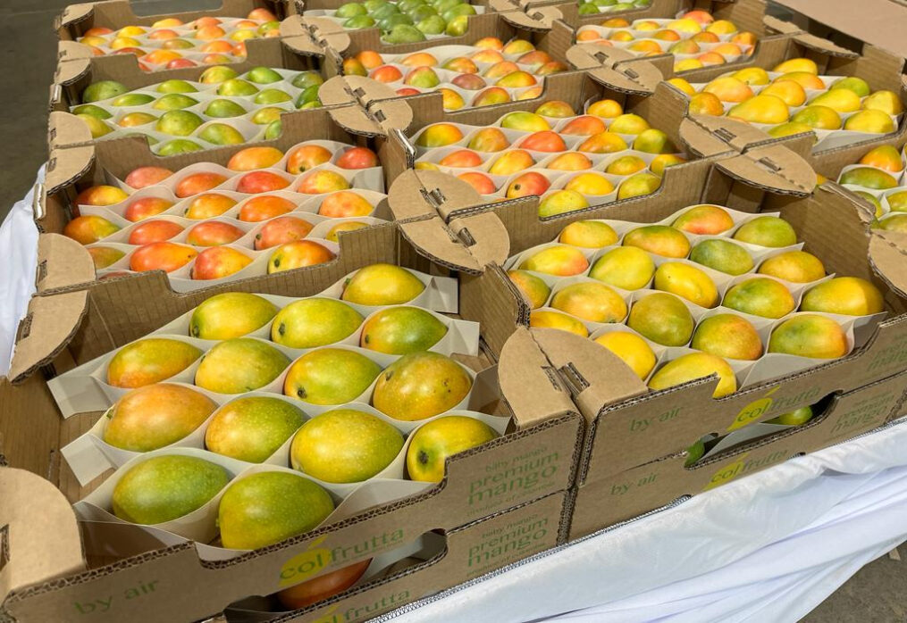 Colombian Sugar Mangoes Are Now Available in the United States